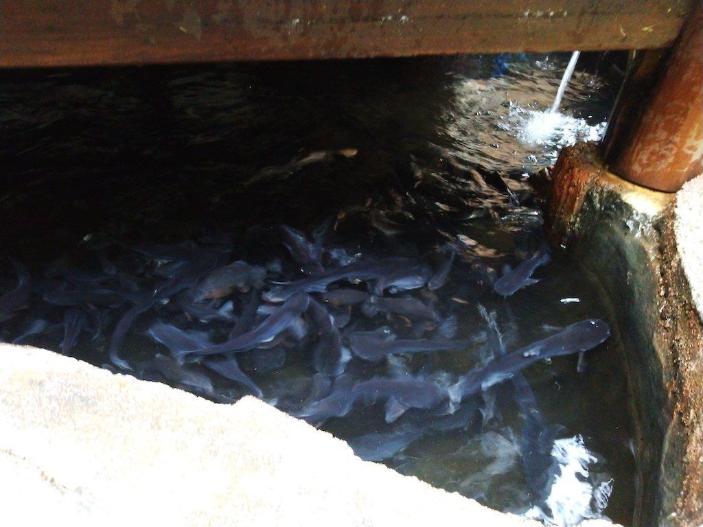 Pohon Pisang Dalam Pot di Markas Excellent