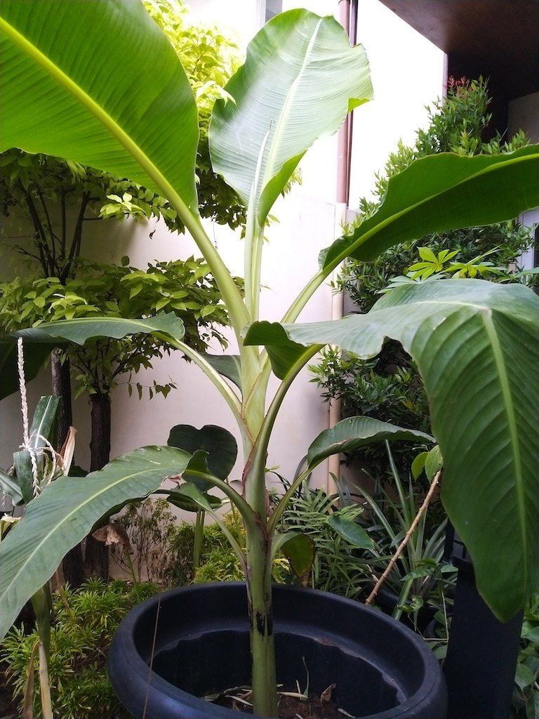 Pohon Pisang Dalam Pot di Markas Excellent