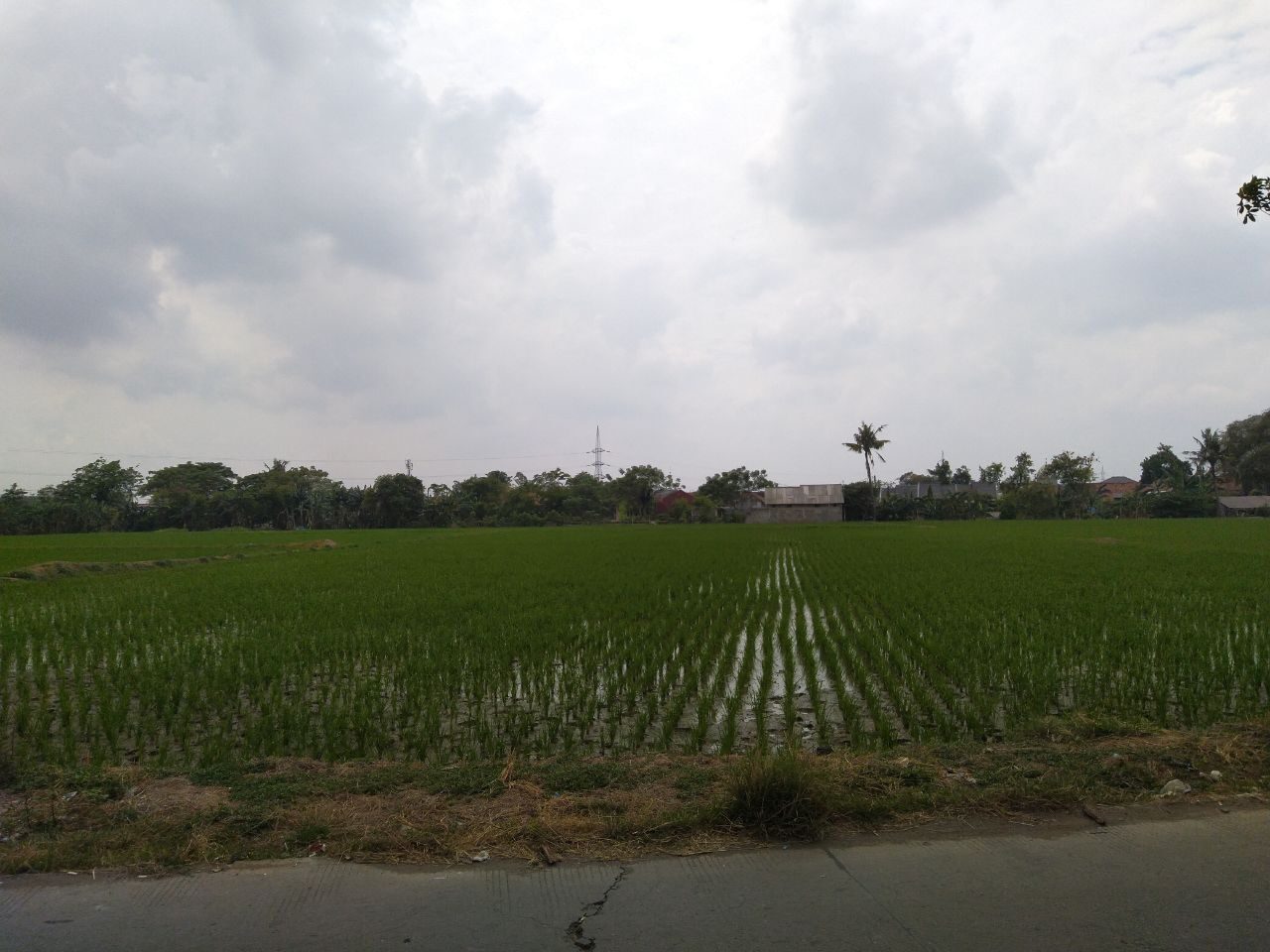 sawah2.jpg