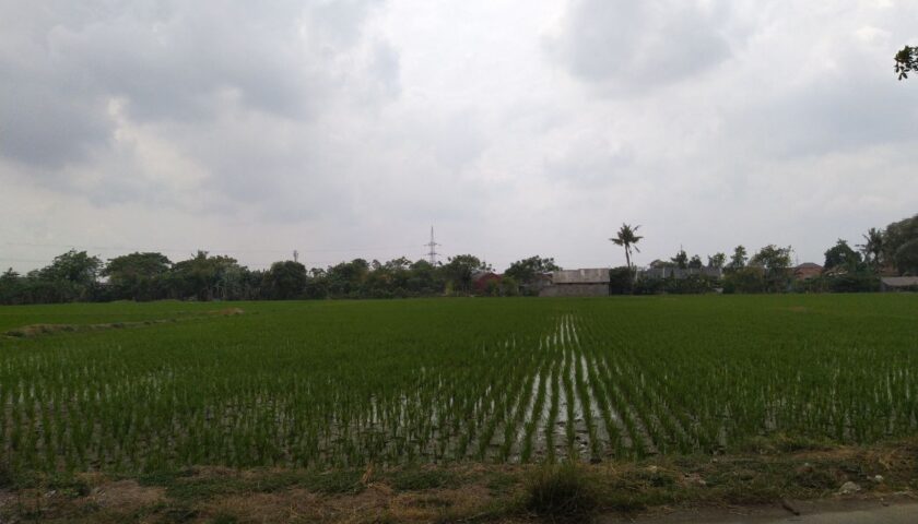 sawah2.jpg